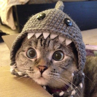 cool-cat-shark-hat-big-eyes